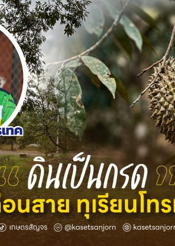 “ดินเป็นกรด”  รีบปรับก่อนสาย ทุเรียนโทรมไม่รู้ตัว 