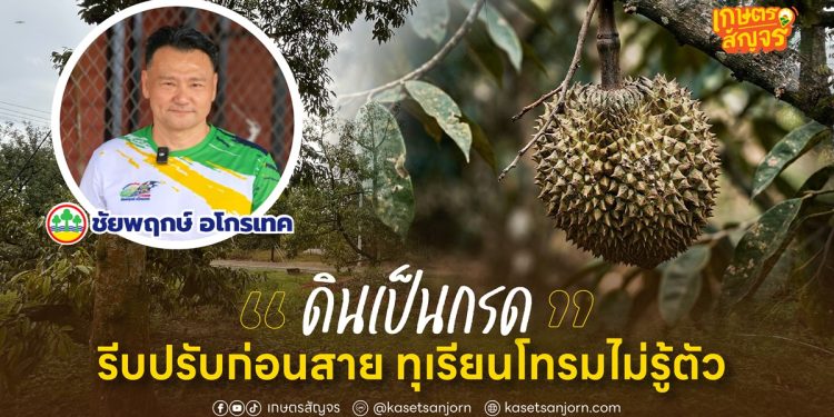 “ดินเป็นกรด”  รีบปรับก่อนสาย ทุเรียนโทรมไม่รู้ตัว 