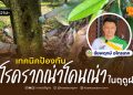 เทคนิคป้องกัน “โรครากเน่าโคนเน่า” ในฤดูฝน