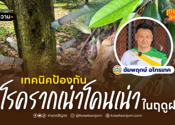 เทคนิคป้องกัน “โรครากเน่าโคนเน่า” ในฤดูฝน