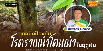 เทคนิคป้องกัน “โรครากเน่าโคนเน่า” ในฤดูฝน