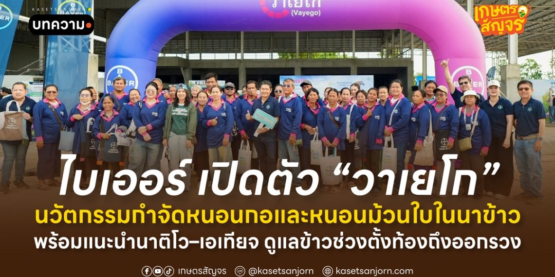 ไบเออร์ เปิดตัว “วาเยโก” นวัตกรรมกำจัดหนอนกอและหนอนม้วนใบในนาข้าว พร้อมแนะนำนาติโว–เอเทียจ ดูแลข้าวช่วงตั้งท้องถึงออกรวง