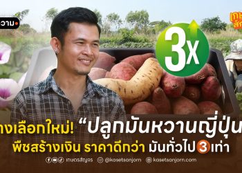 ทางเลือกใหม่! ปลูก “มันหวานญี่ปุ่น” พืชสร้างเงิน ราคาดีกว่ามันทั่วไป 3 เท่า
