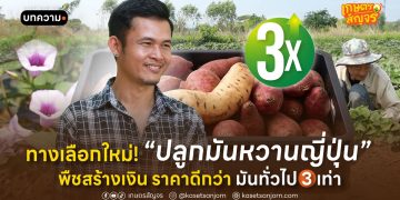 ทางเลือกใหม่! ปลูก “มันหวานญี่ปุ่น” พืชสร้างเงิน ราคาดีกว่ามันทั่วไป 3 เท่า
