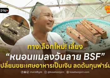 ทางเลือกใหม่! เลี้ยง “หนอนแมลงวันลาย BSF” เปลี่ยนขยะเศษอาหารเป็นเงิน ลดต้นทุนฟาร์ม