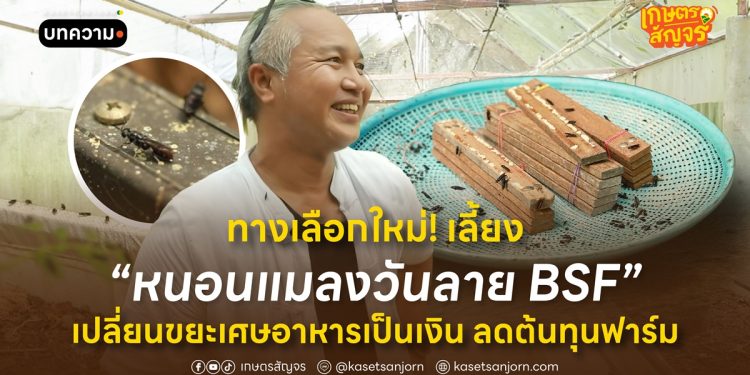 ทางเลือกใหม่! เลี้ยง “หนอนแมลงวันลาย BSF” เปลี่ยนขยะเศษอาหารเป็นเงิน ลดต้นทุนฟาร์ม