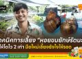 เทคนิคการเลี้ยง “หอยขมยักษ์รัตนะ” ให้โตไว 2 เท่า มือใหม่เลี้ยงยังไงให้รอด