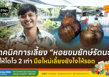 เทคนิคการเลี้ยง “หอยขมยักษ์รัตนะ” ให้โตไว 2 เท่า มือใหม่เลี้ยงยังไงให้รอด