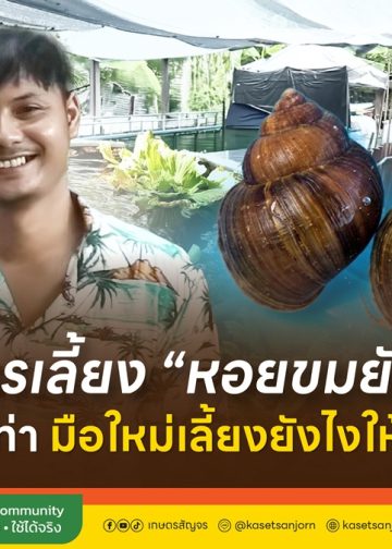 เทคนิคการเลี้ยง “หอยขมยักษ์รัตนะ” ให้โตไว 2 เท่า มือใหม่เลี้ยงยังไงให้รอด