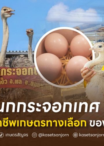จากนกกระจอกเทศ 3 ตัว สู่ฟาร์ม 8 ไร่ อาชีพเกษตรทางเลือกของสาวขอนแก่น 