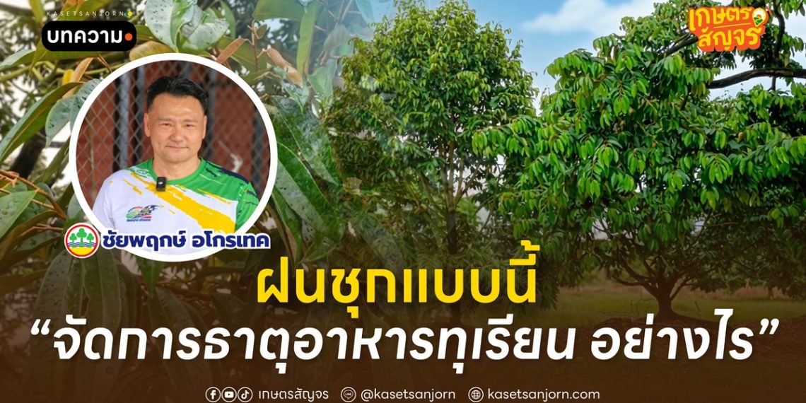ฝนชุกแบบนี้ “จัดการธาตุอาหารทุเรียน” อย่างไร