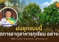 ฝนชุกแบบนี้ “จัดการธาตุอาหารทุเรียน” อย่างไร
