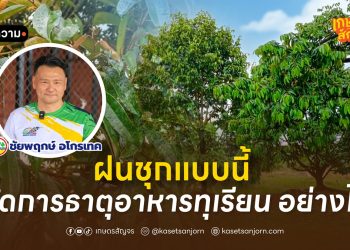 ฝนชุกแบบนี้ “จัดการธาตุอาหารทุเรียน” อย่างไร