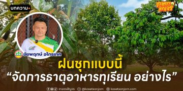 ฝนชุกแบบนี้ “จัดการธาตุอาหารทุเรียน” อย่างไร