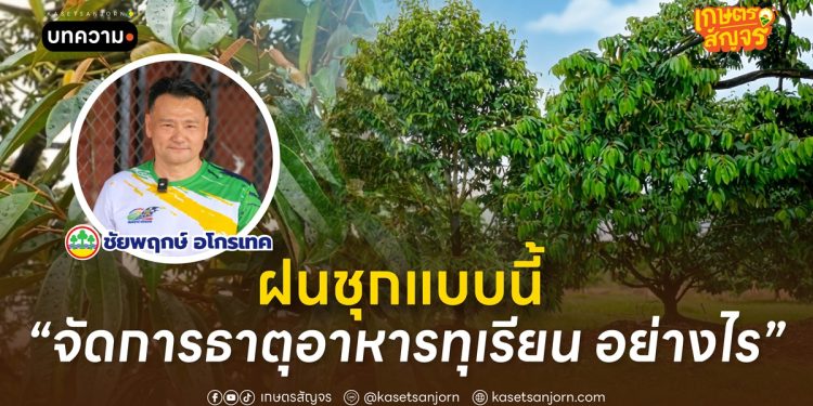 ฝนชุกแบบนี้ “จัดการธาตุอาหารทุเรียน” อย่างไร