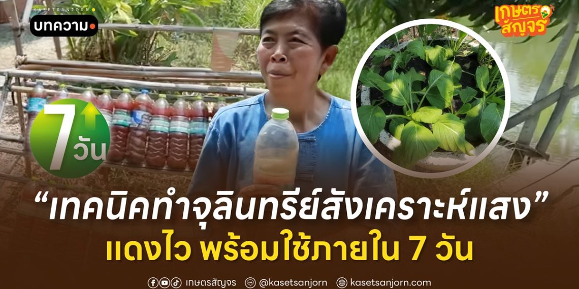 เทคนิคทำจุลินทรีย์สังเคราะห์แสง แดงไว พร้อมใช้ภายใน 7 วัน