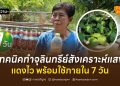 เทคนิคทำจุลินทรีย์สังเคราะห์แสง แดงไว พร้อมใช้ภายใน 7 วัน