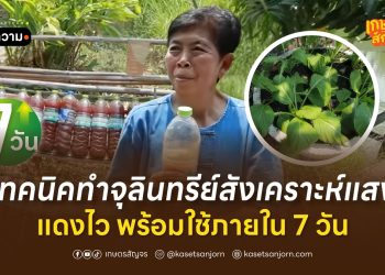 เทคนิคทำจุลินทรีย์สังเคราะห์แสง แดงไว พร้อมใช้ภายใน 7 วัน