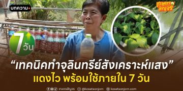 เทคนิคทำจุลินทรีย์สังเคราะห์แสง แดงไว พร้อมใช้ภายใน 7 วัน