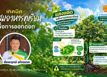 เทคนิค “สะสมอาหารทุเรียน” เพื่อการออกดอก
