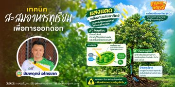 เทคนิค “สะสมอาหารทุเรียน” เพื่อการออกดอก