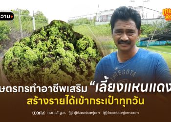 เกษตรกรทำอาชีพเสริม เลี้ยงแหนแดง สร้างรายได้เข้ากระเป๋าทุกวัน 