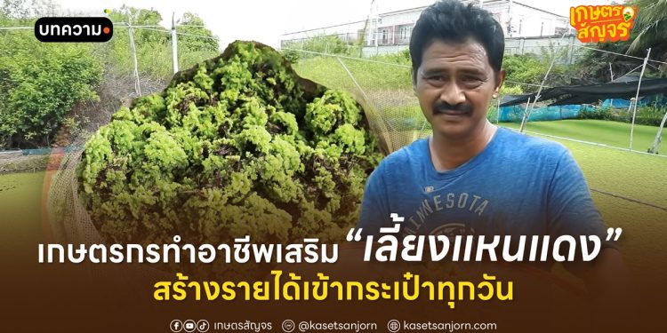 เกษตรกรทำอาชีพเสริม เลี้ยงแหนแดง สร้างรายได้เข้ากระเป๋าทุกวัน 