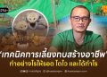 เทคนิคการเลี้ยงกบสร้างอาชีพ ทำอย่างไรให้รอด โตไว และได้กำไร