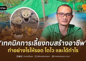เทคนิคการเลี้ยงกบสร้างอาชีพ ทำอย่างไรให้รอด โตไว และได้กำไร
