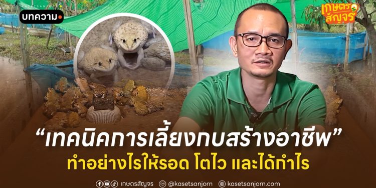 เทคนิคการเลี้ยงกบสร้างอาชีพ ทำอย่างไรให้รอด โตไว และได้กำไร
