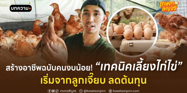 สร้างอาชีพฉบับคนงบน้อย! เทคนิคเลี้ยงไก่ไข่ เริ่มจากลูกเจี๊ยบ ลดต้นทุน