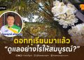 ดอกทุเรียนมาแล้ว ดูแลอย่างไรให้สมบูรณ์?