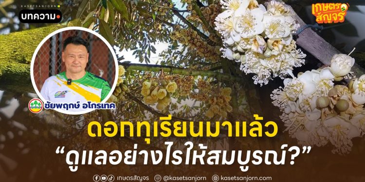 ดอกทุเรียนมาแล้ว ดูแลอย่างไรให้สมบูรณ์?