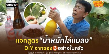 แจกสูตรน้ำหมักไล่แมลง DIY จากของ 3 อย่างในครัว ปลอดสารเคมี เพลี้ย-หนอน ตายชัวร์!