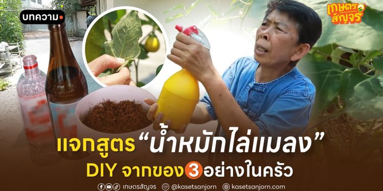 แจกสูตรน้ำหมักไล่แมลง DIY จากของ 3 อย่างในครัว ปลอดสารเคมี เพลี้ย-หนอน ตายชัวร์!